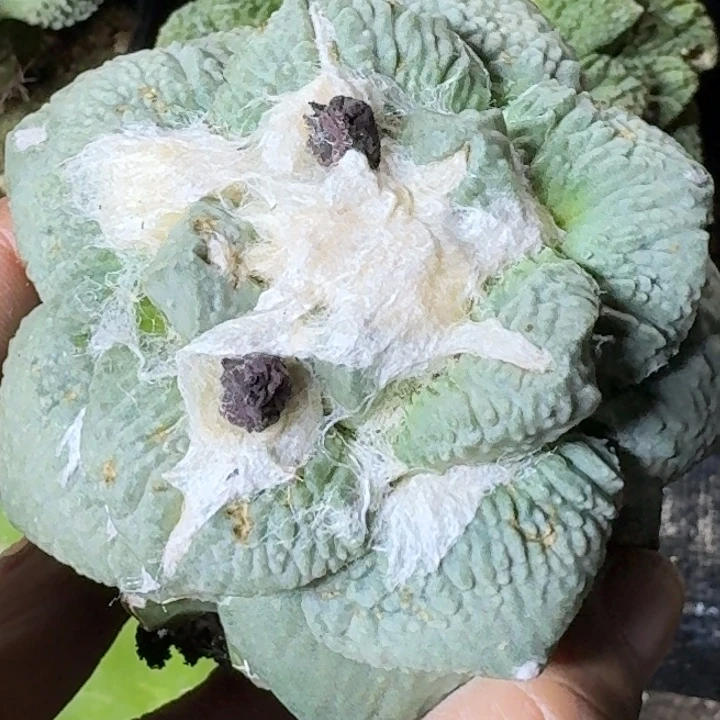 无花朵苗接白肌怒杂951