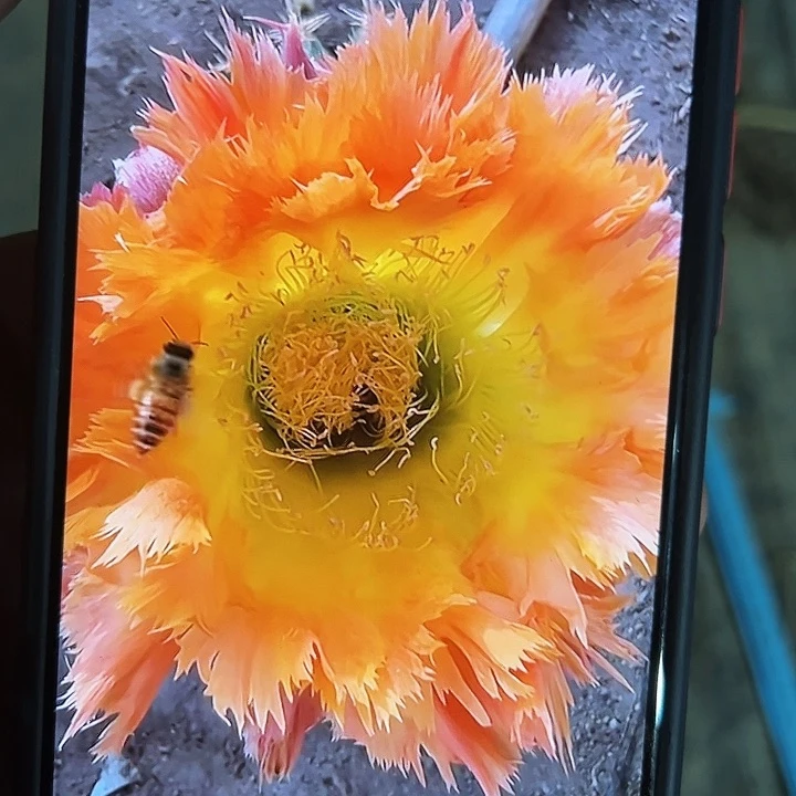 凤羽1号品种自根4.5cm(满18包邮)