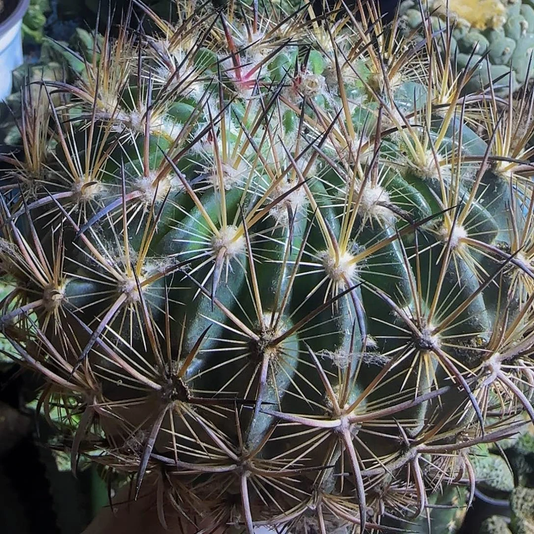 我***宙虎爪玉022仙人球开花