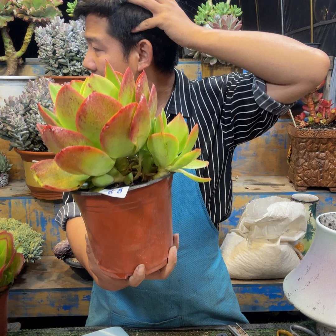 废****生红菱一物一拍 2908
