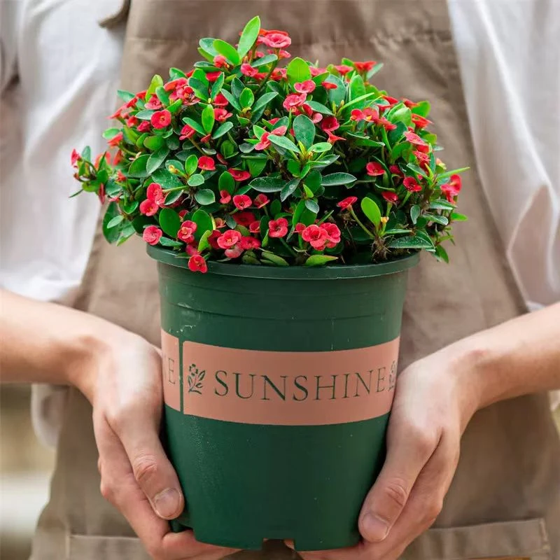 【虎刺梅】铁海棠四季开花好养带盆带花观花植物