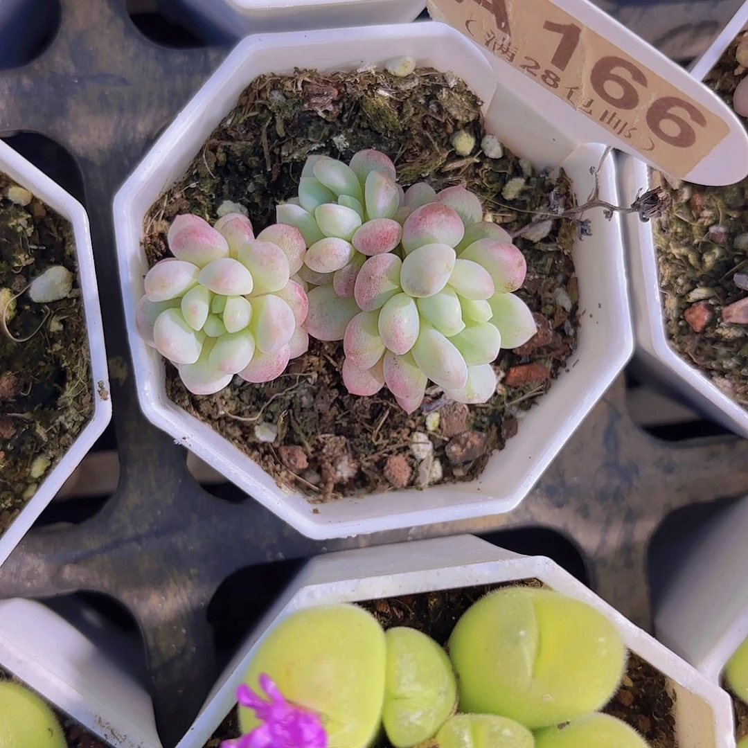 A166萌豆锦群一物一拍