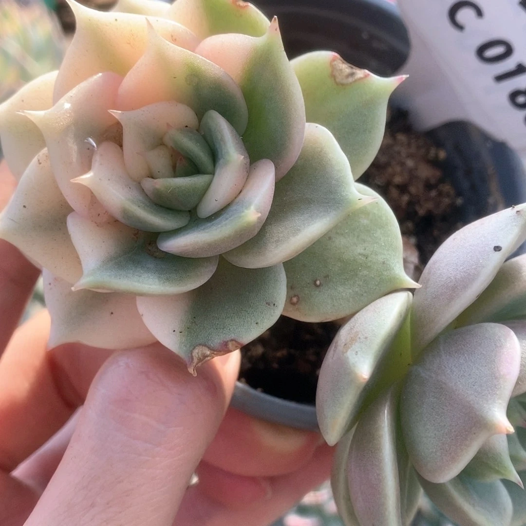 180锦锦锦锦锦锦