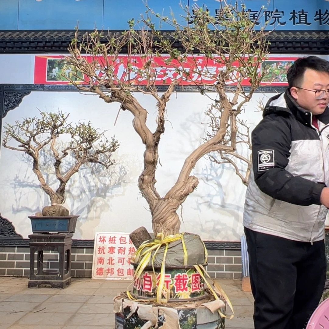 无花朵金银花88855555555588555