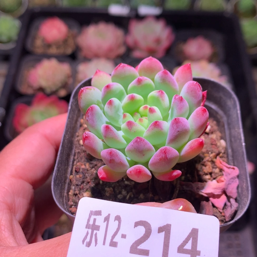 乐然12-214 蓝苹果
