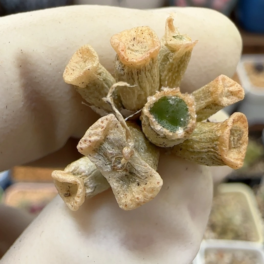 843伊尔马猪鼻子