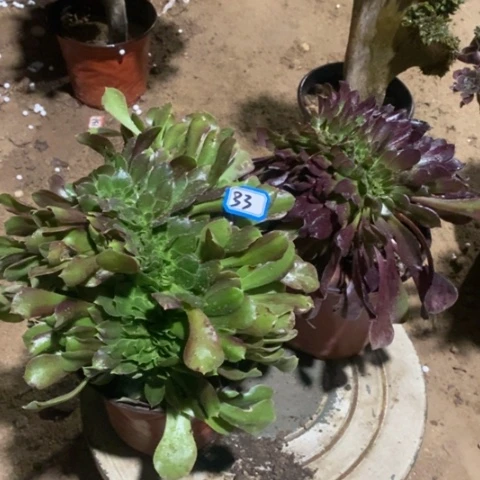 两颗法师缀一物一拍