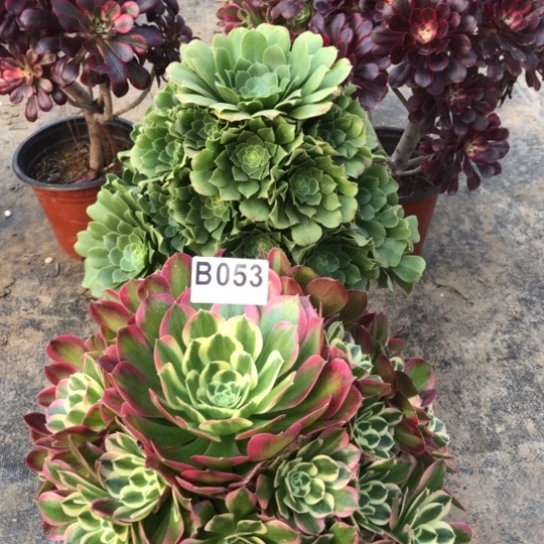 法师多肉植物夕*法师53