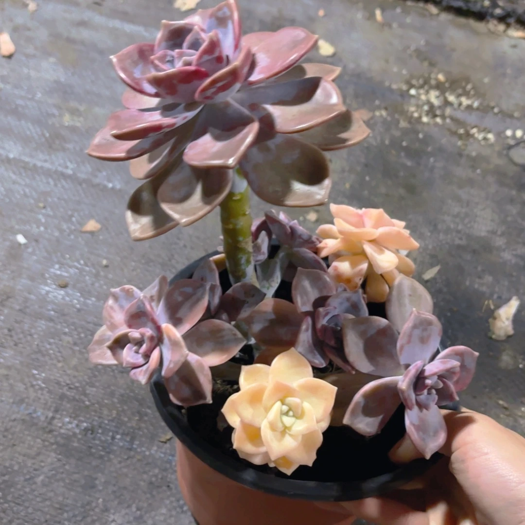 紫乐锦15cm新疆包邮