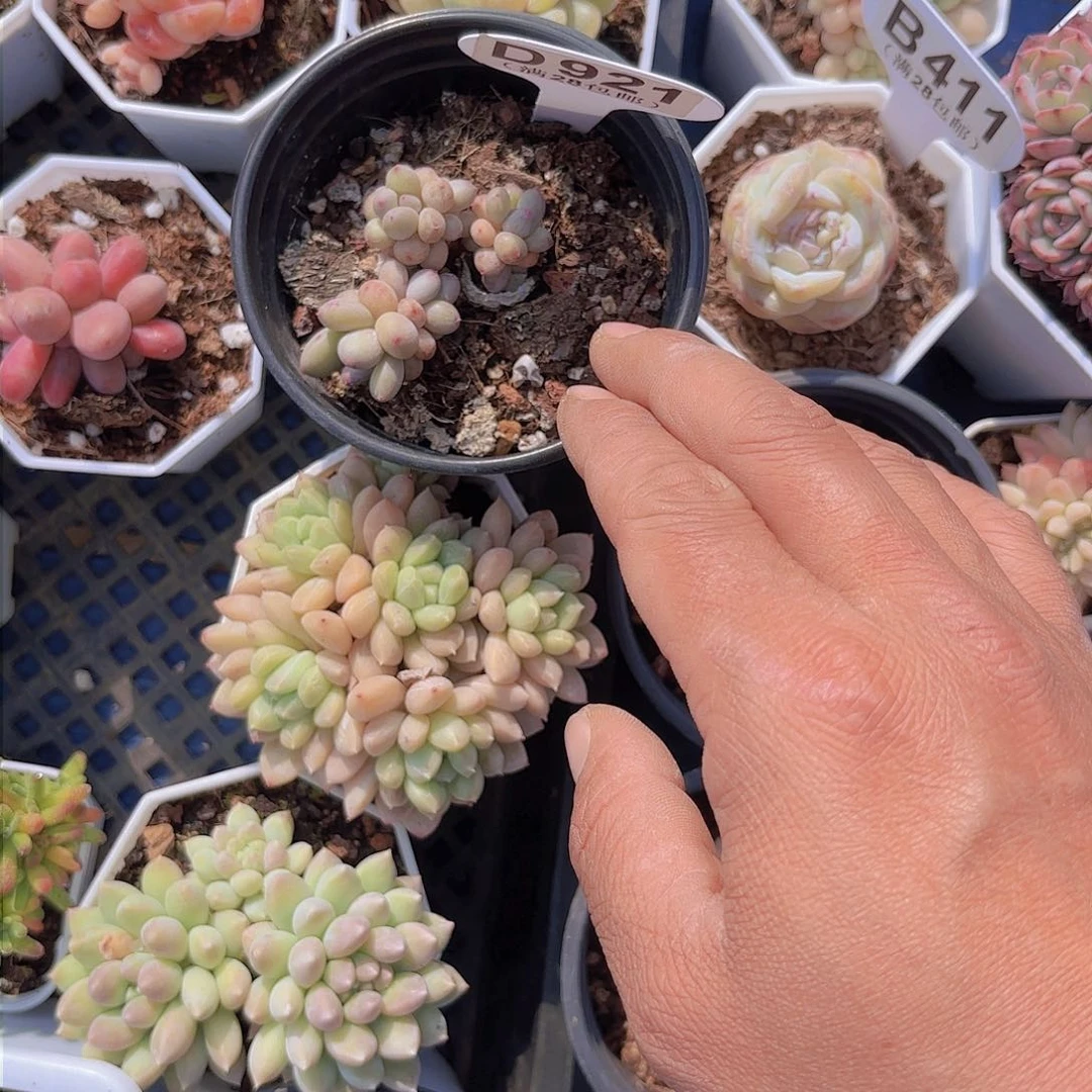 D921萤火虫一物一拍