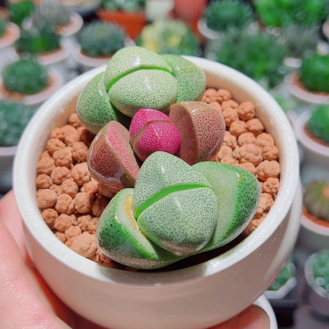 1紫元宝2绿元宝原盆土