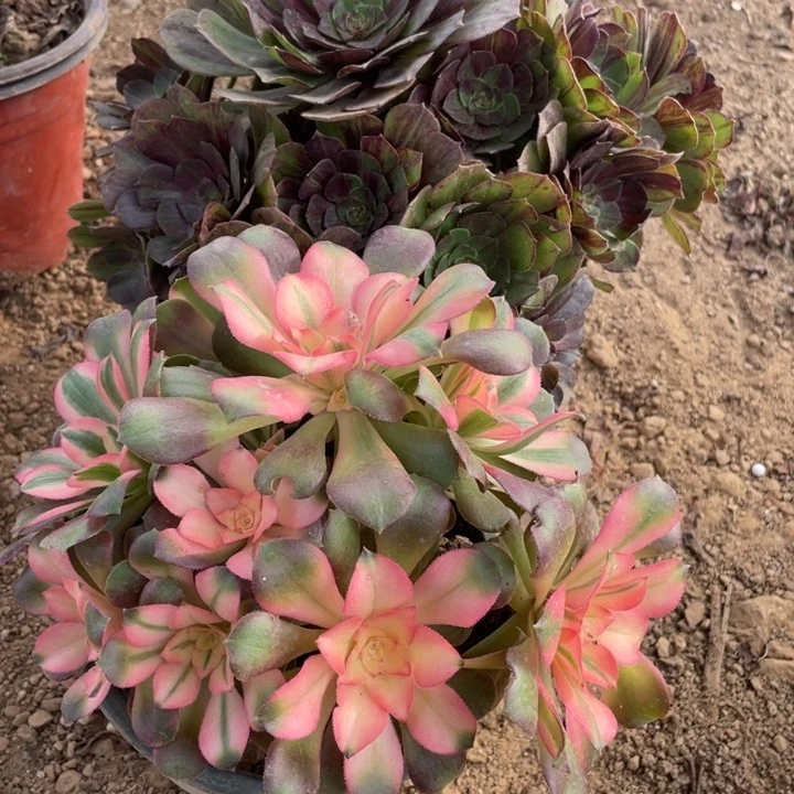 完全开放623对肉植物组合无售后