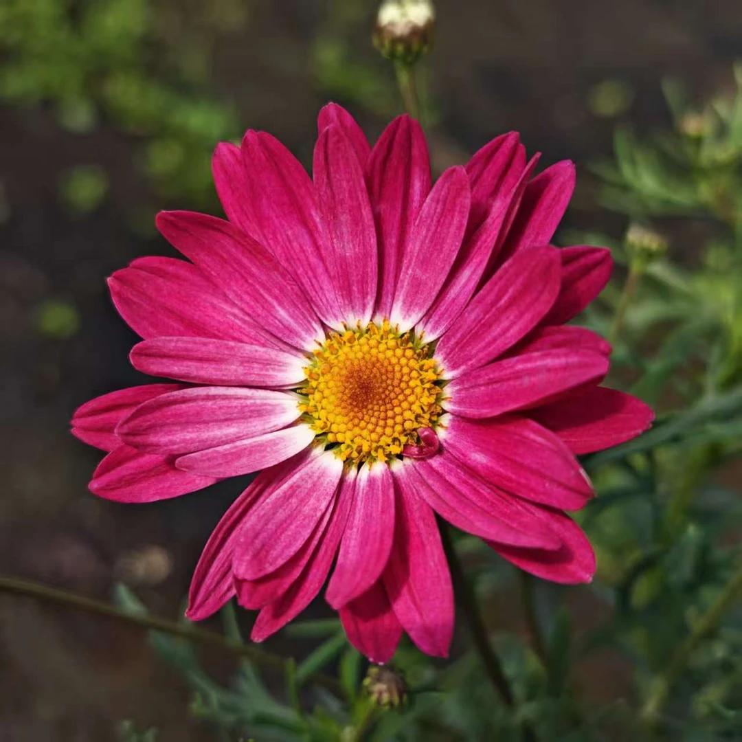桃桃汽水玛格丽特高颜值阳台庭院盆栽地栽多季节开花花卉大丽花