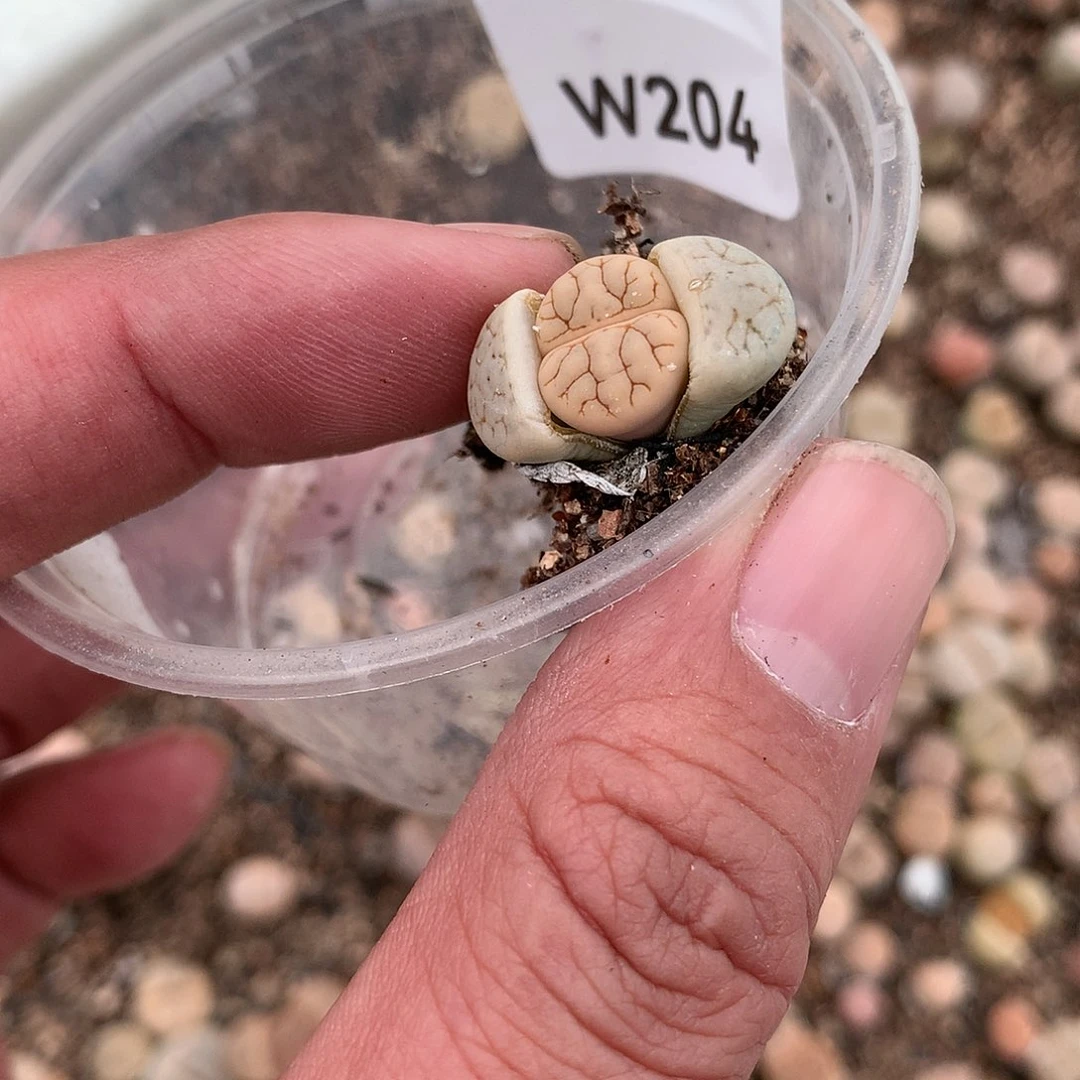 W204闪电纹荒玉多肉