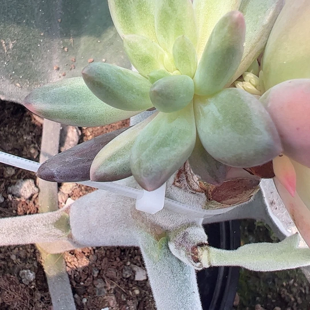我***。多肉植物多肉植物