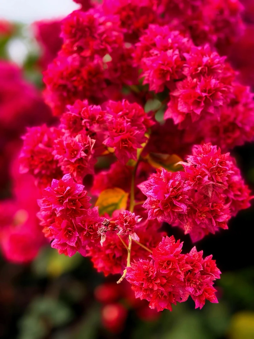 【重瓣红】四季开花三角梅庭院盆栽易花卉爬藤植物源头基地不带花