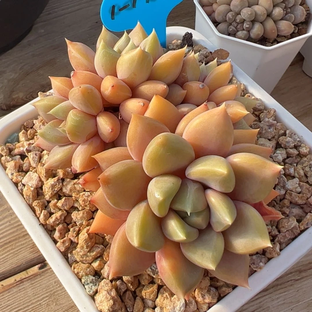 1-17-12精控红象牙多肉植物