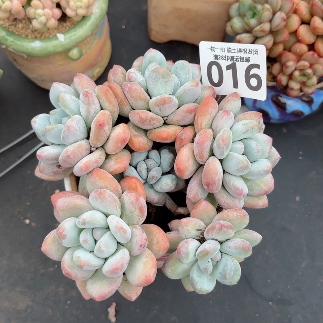 手捧香水老桩无盆土发货