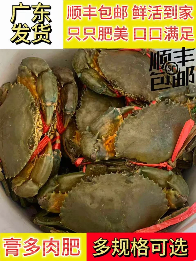 红树林野生青蟹 五两以上 不分公母 顺丰包邮
