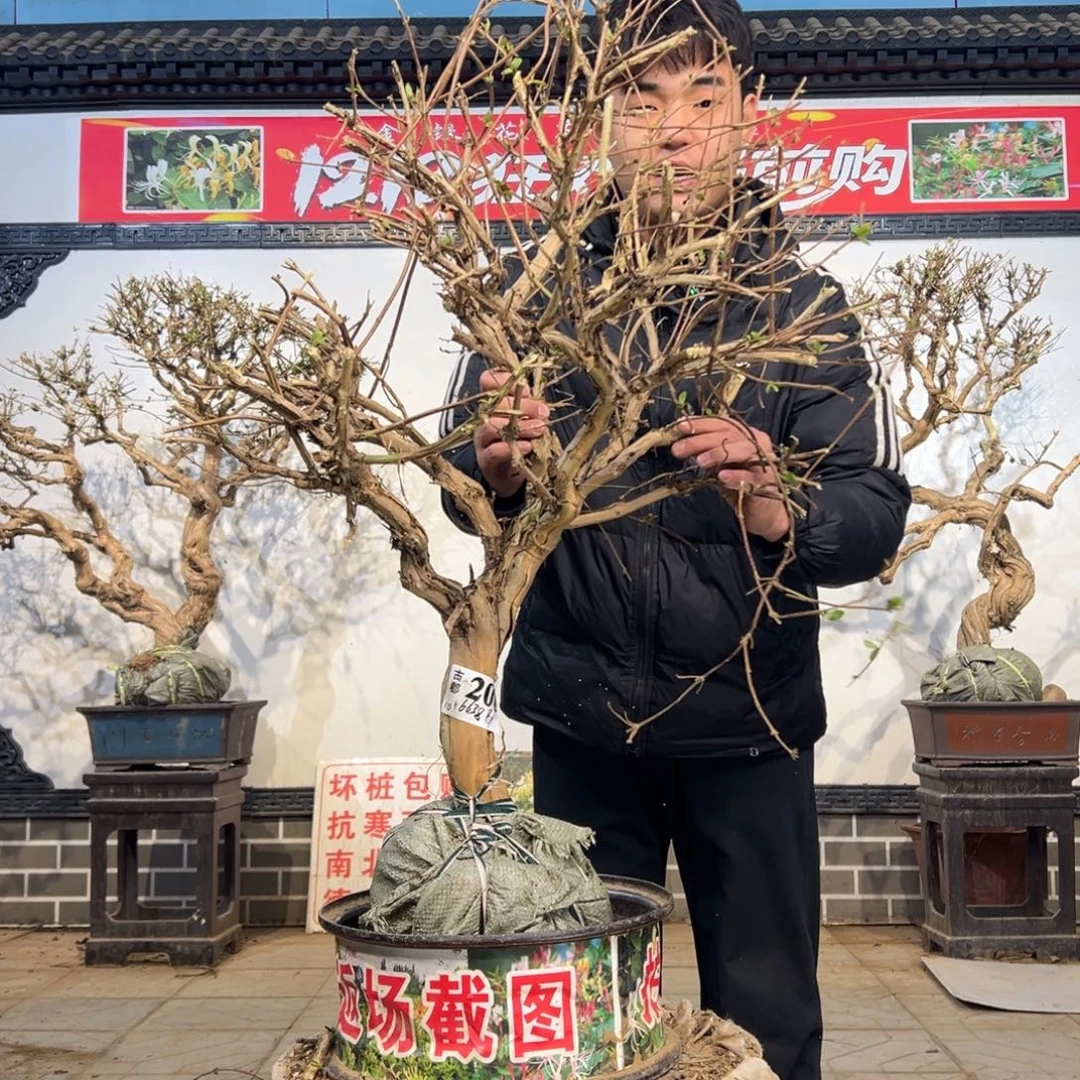 无花朵金银花开花26556552