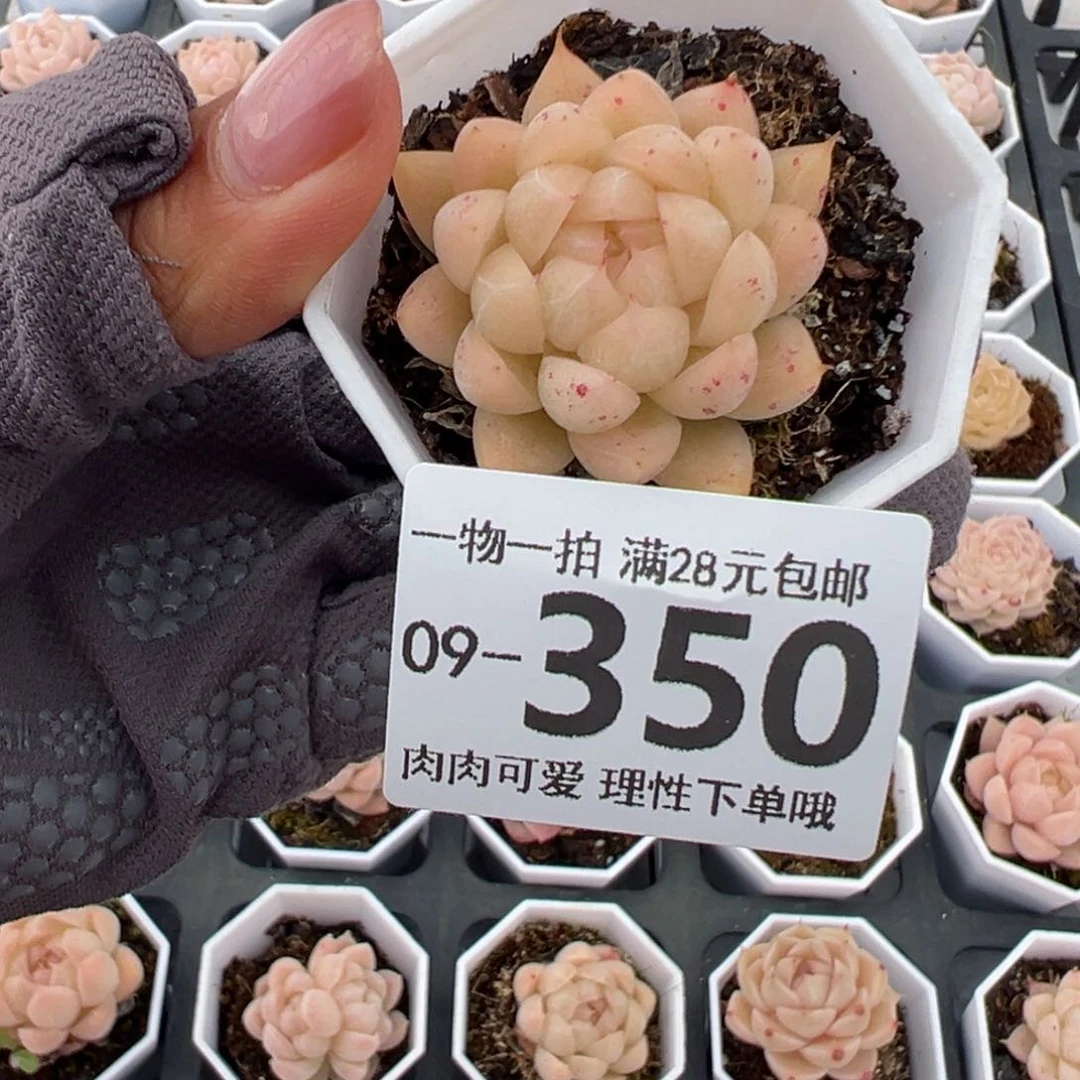 麦秆，多肉多肉多肉多肉