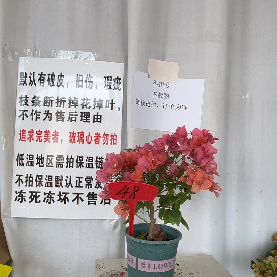 当前无花栽培后可以开花48暗斑夕阳红盆苗