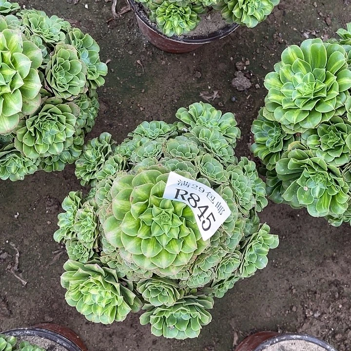 845翡翠琉璃多肉植物