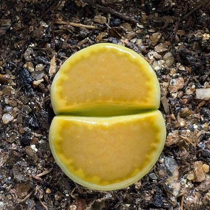 生石111111111。   258