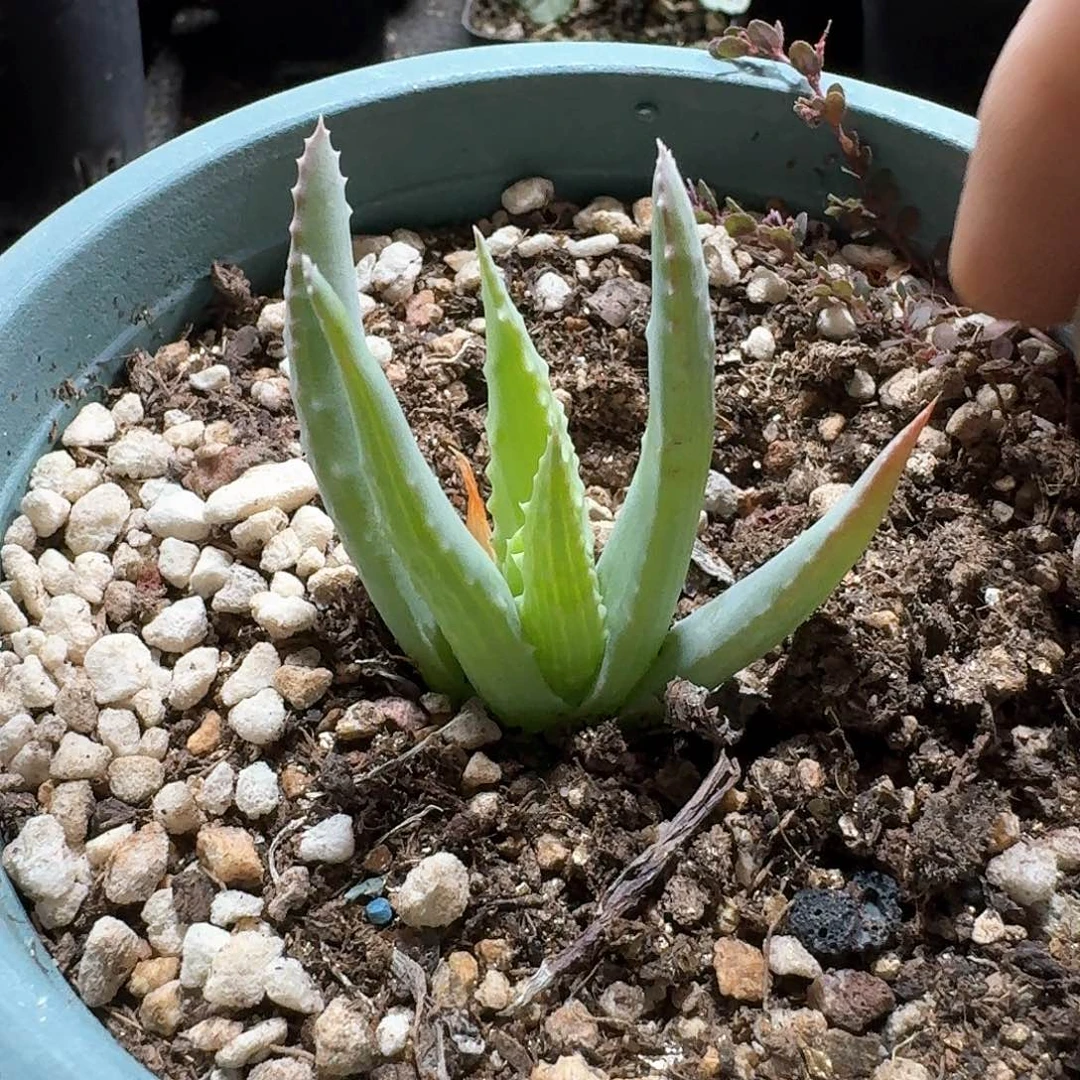 488深海阎王芦荟脱土发货