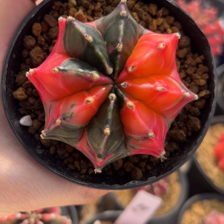 王***鱼泰国米哈仙人球7cm