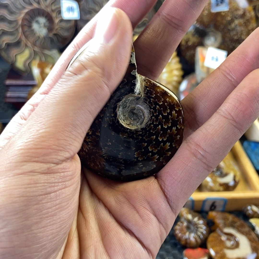 玉天然古生物化石菊螺