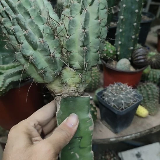 仙人球红喉带杆瑕疵三头