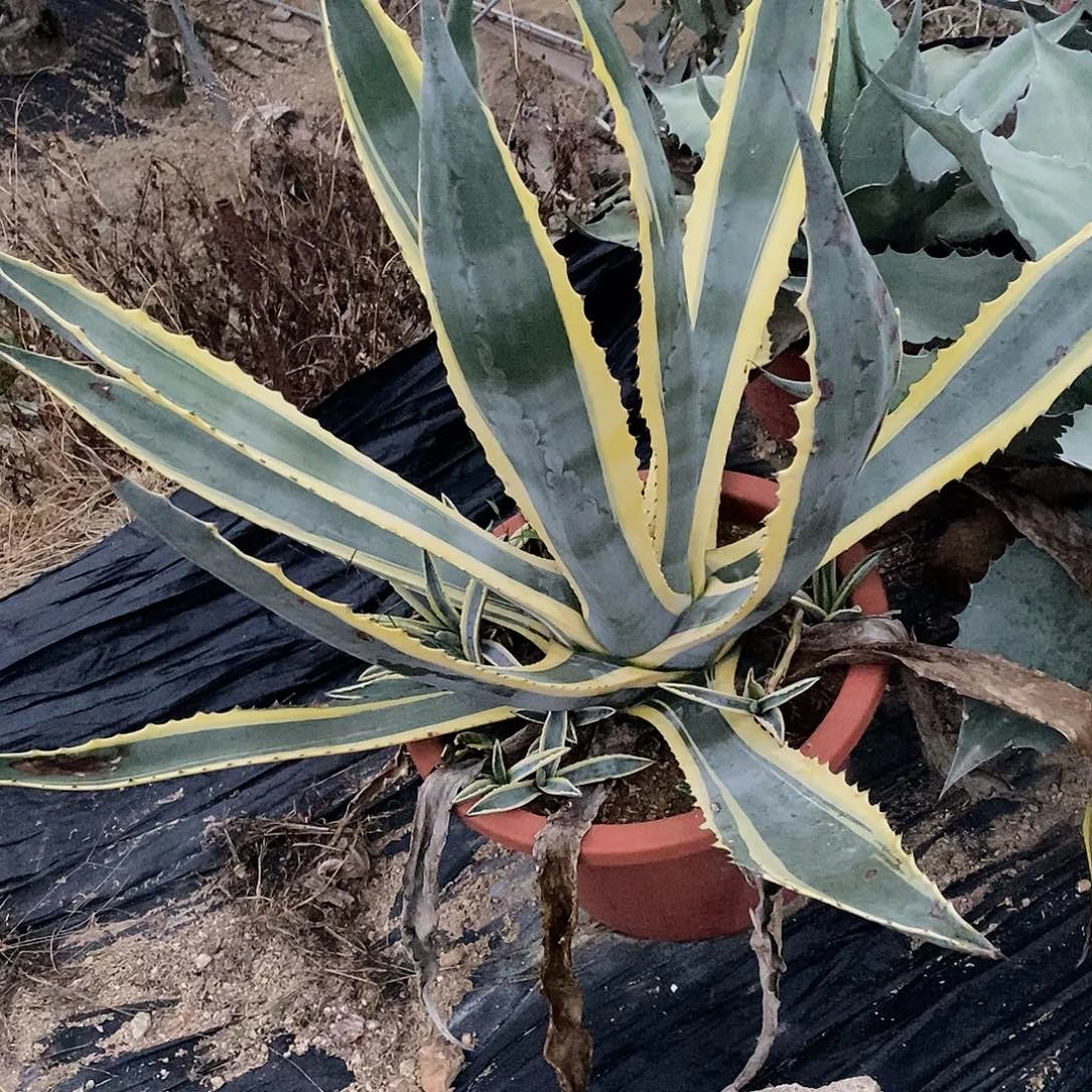 金边龙舌兰侧芽一颗