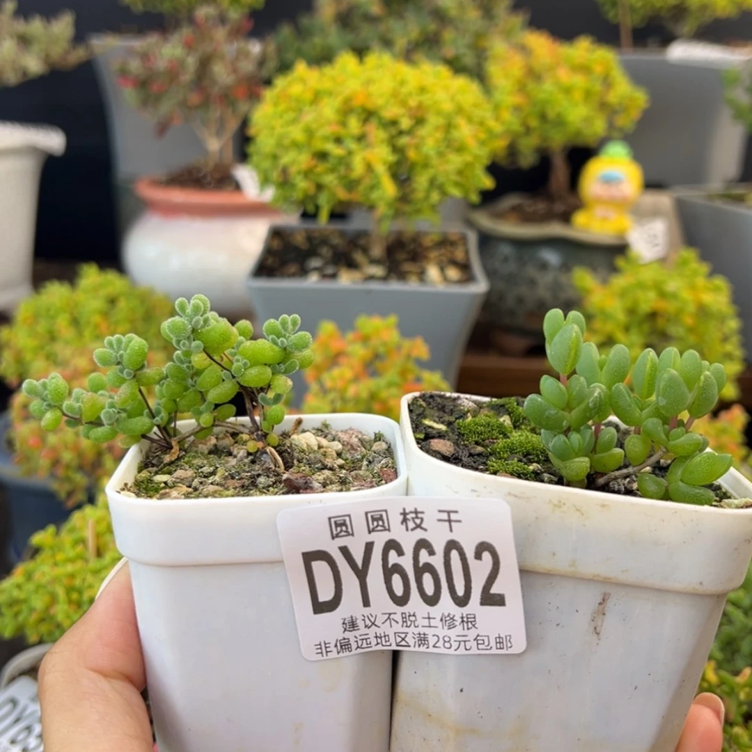 【闪购商品】dy6602翡翠元宝组合价