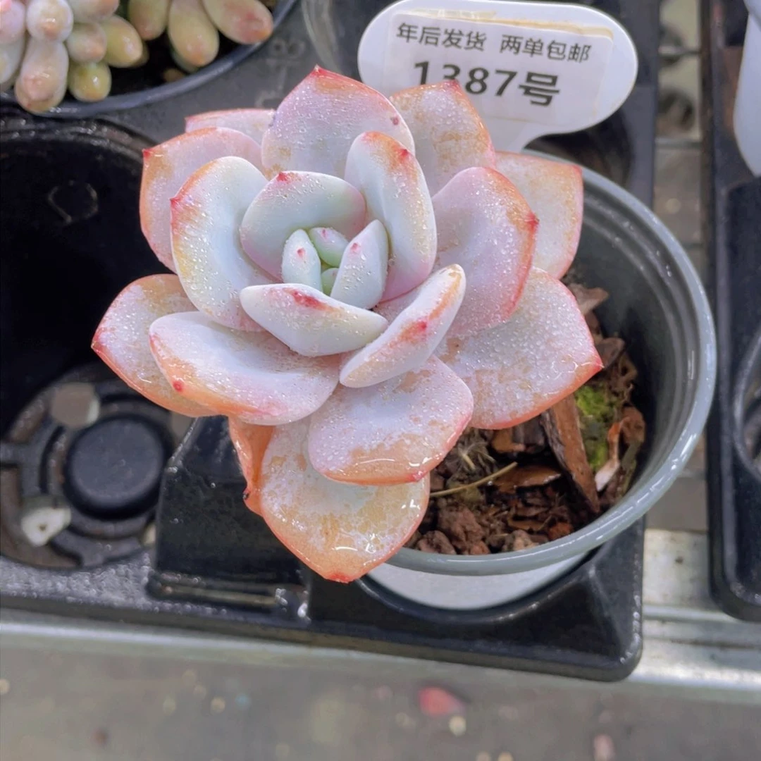 1387号 飘枝老桩奶茶单头一个