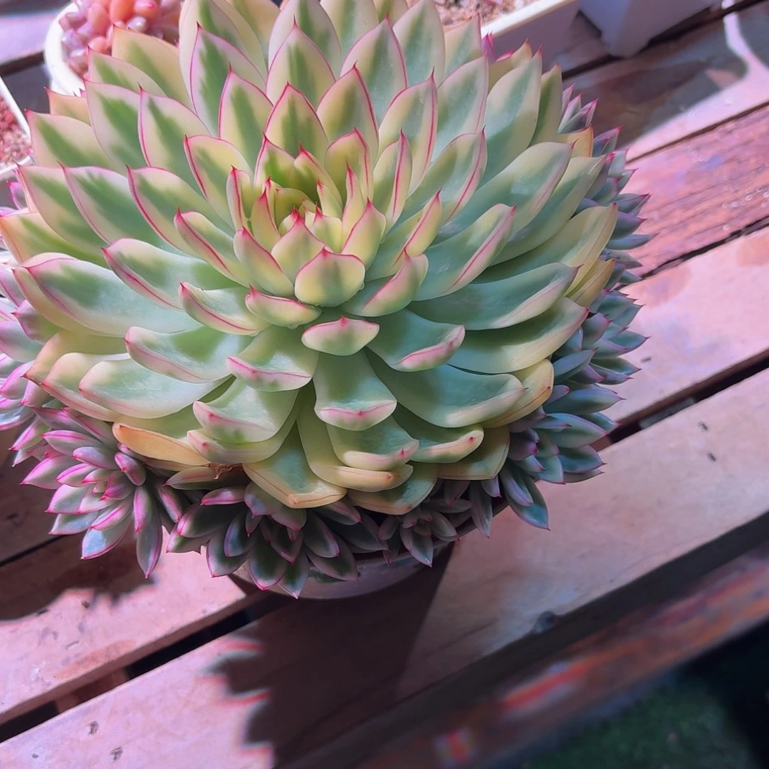 遇***8阿斯娜锦手捧多肉多肉