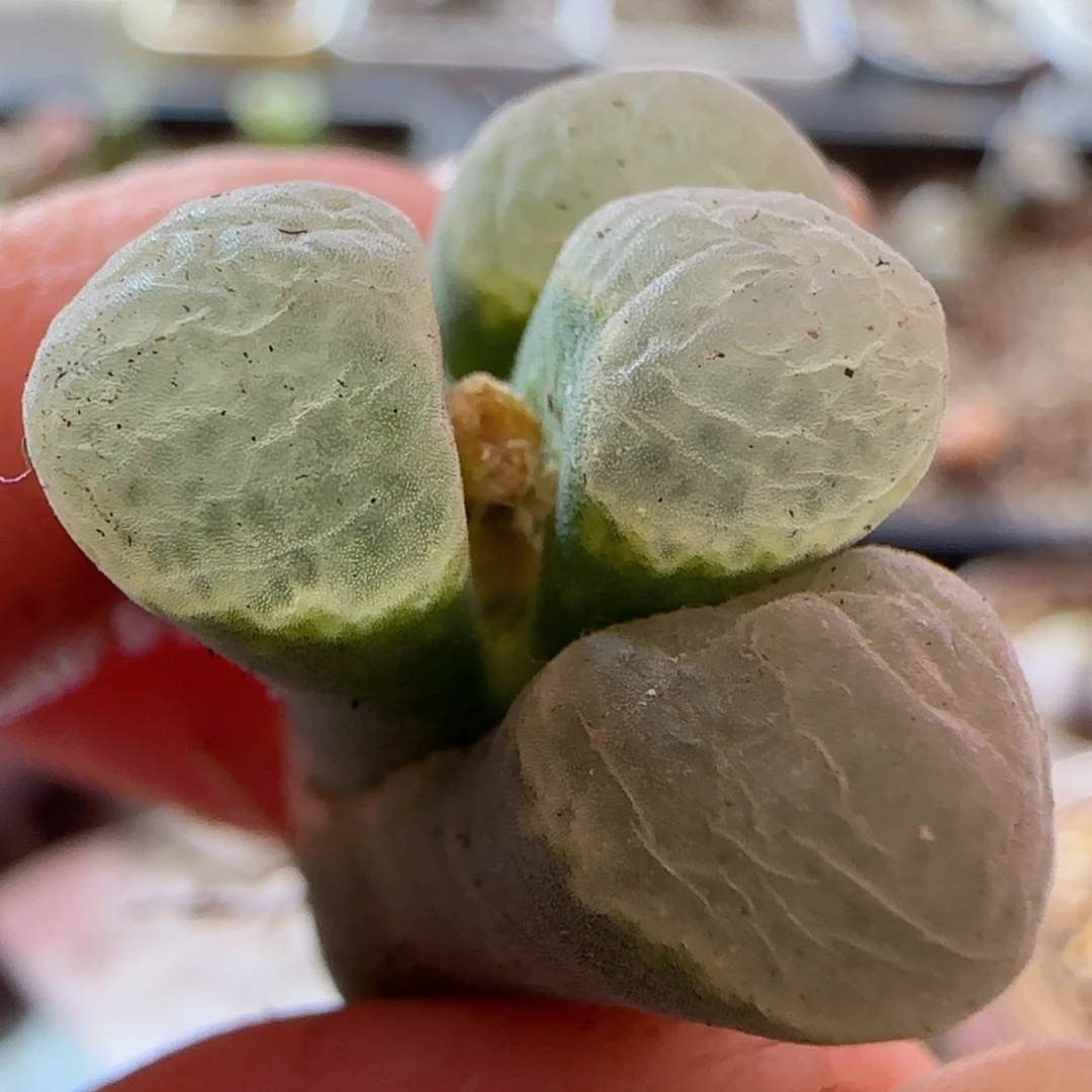 精品风铃喜欢哪个搂哪个