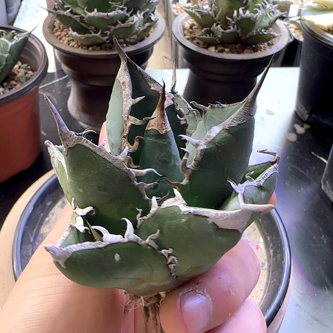 立可白龙舌兰111111