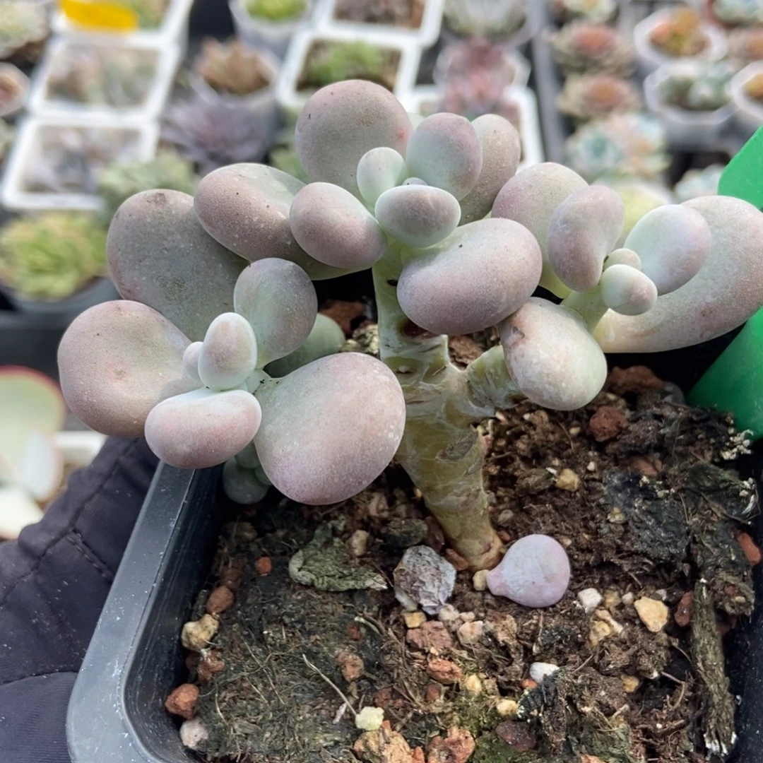 1638大叶奶多肉植物