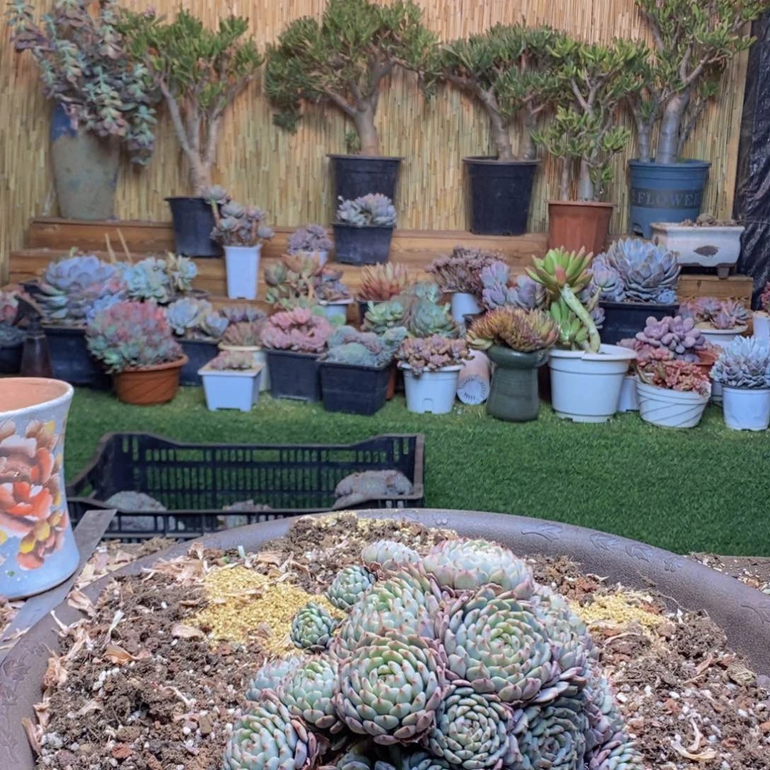 d****jC79号白胖子多肉