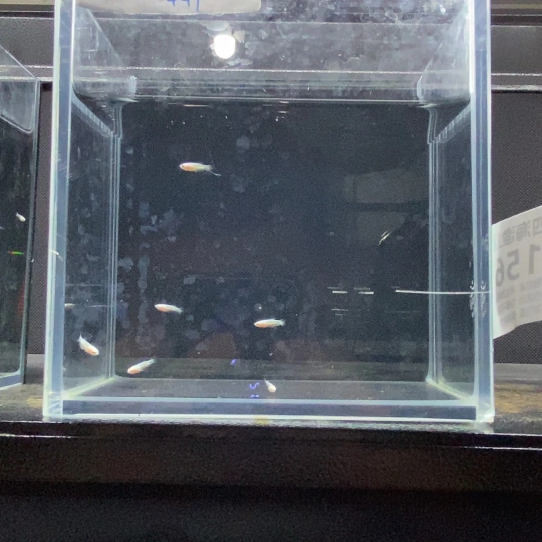 斗鱼包活不包损所见即所得156