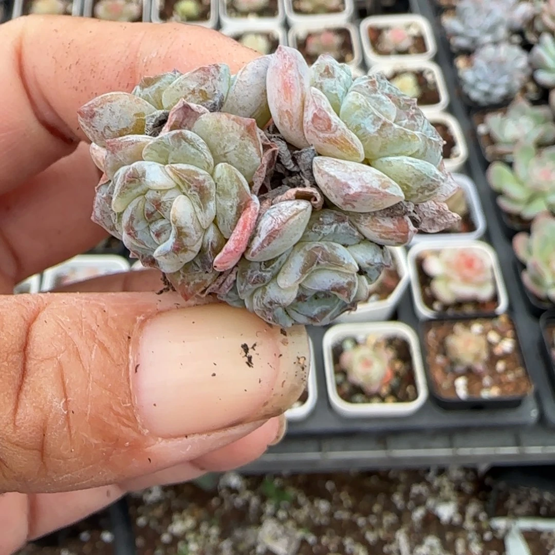 小卡拉米糖心一物一拍