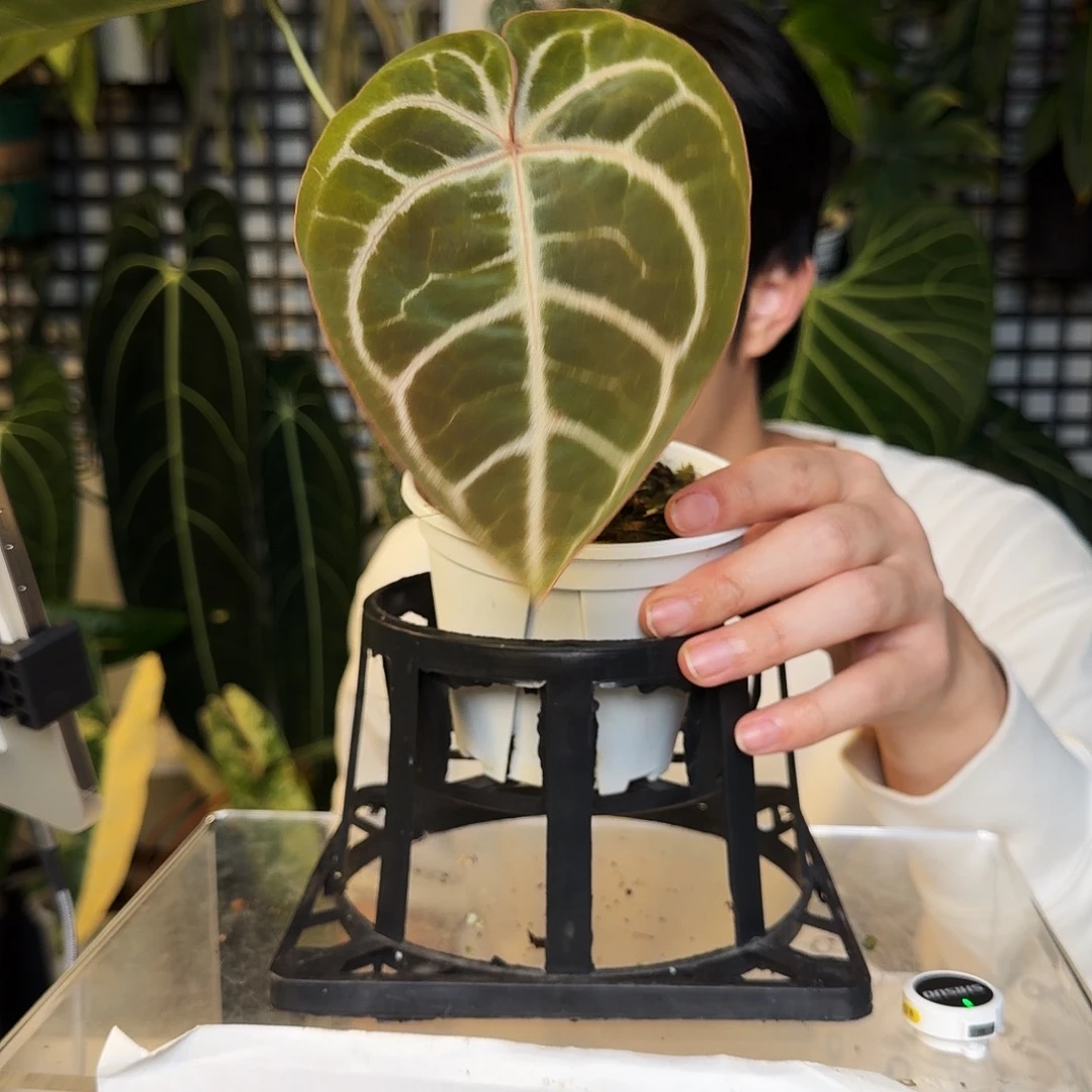 完全开放Q158  米歇尔杂黑水晶