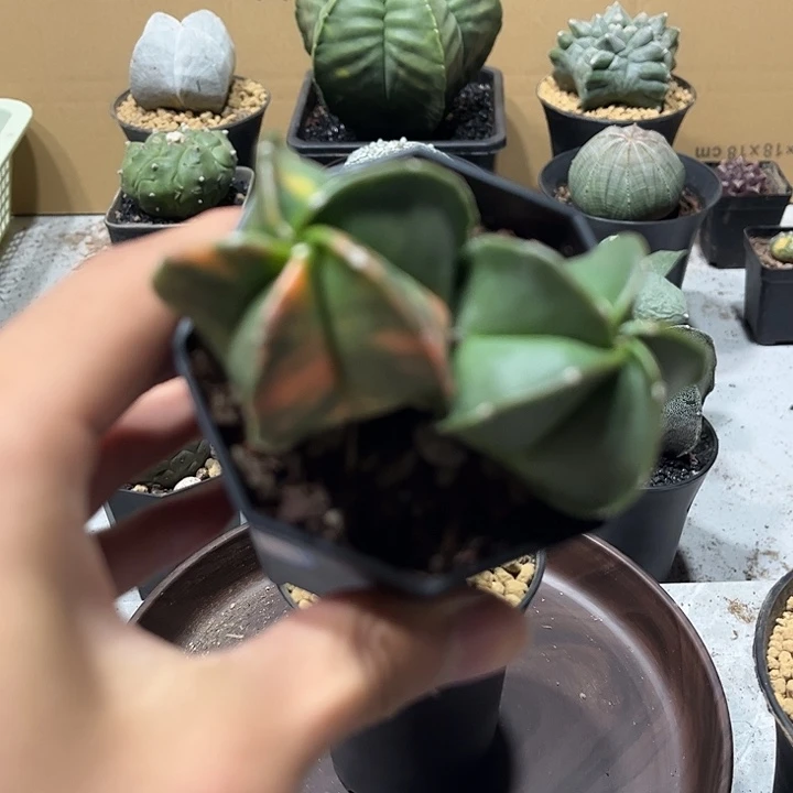 不开花植物仙人球