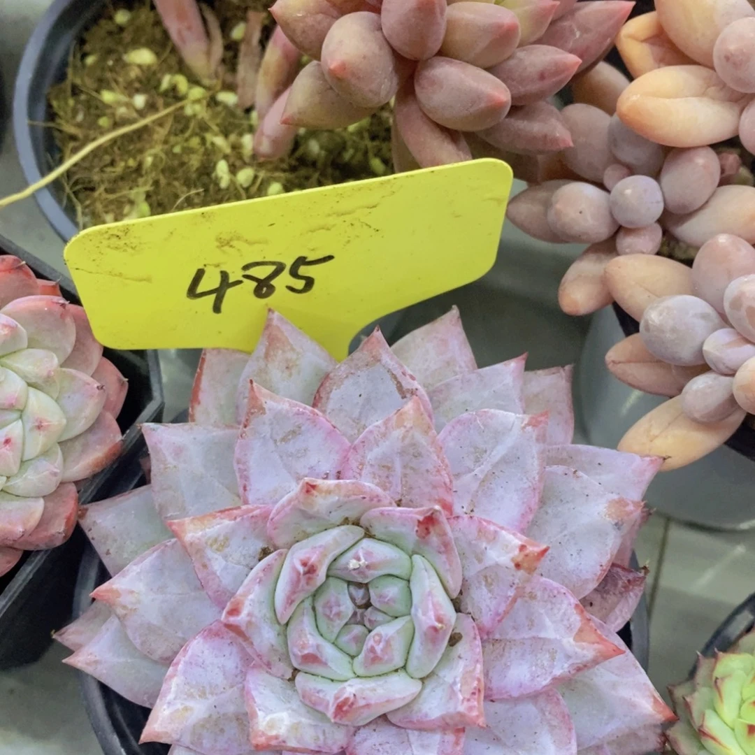 开心多肉，首播福利3