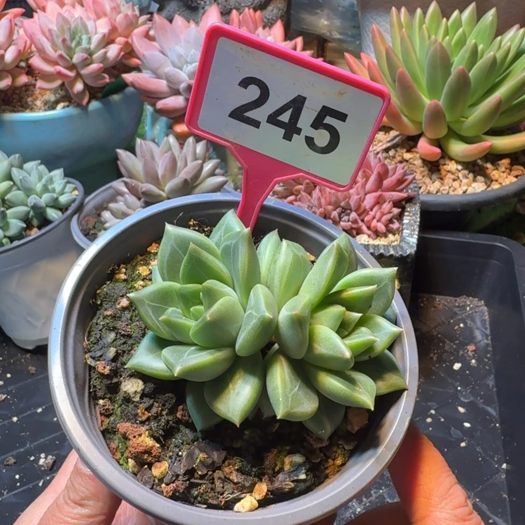 绿泡泡一物一拍245