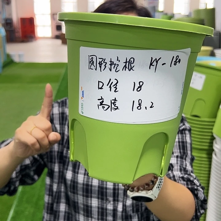 正品圆控根口18高18果绿无托8个