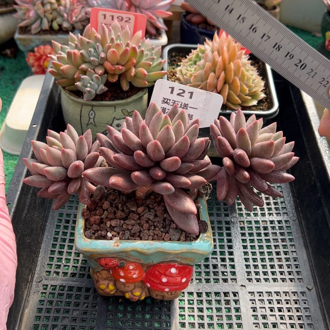 表妹精品多肉植物121.