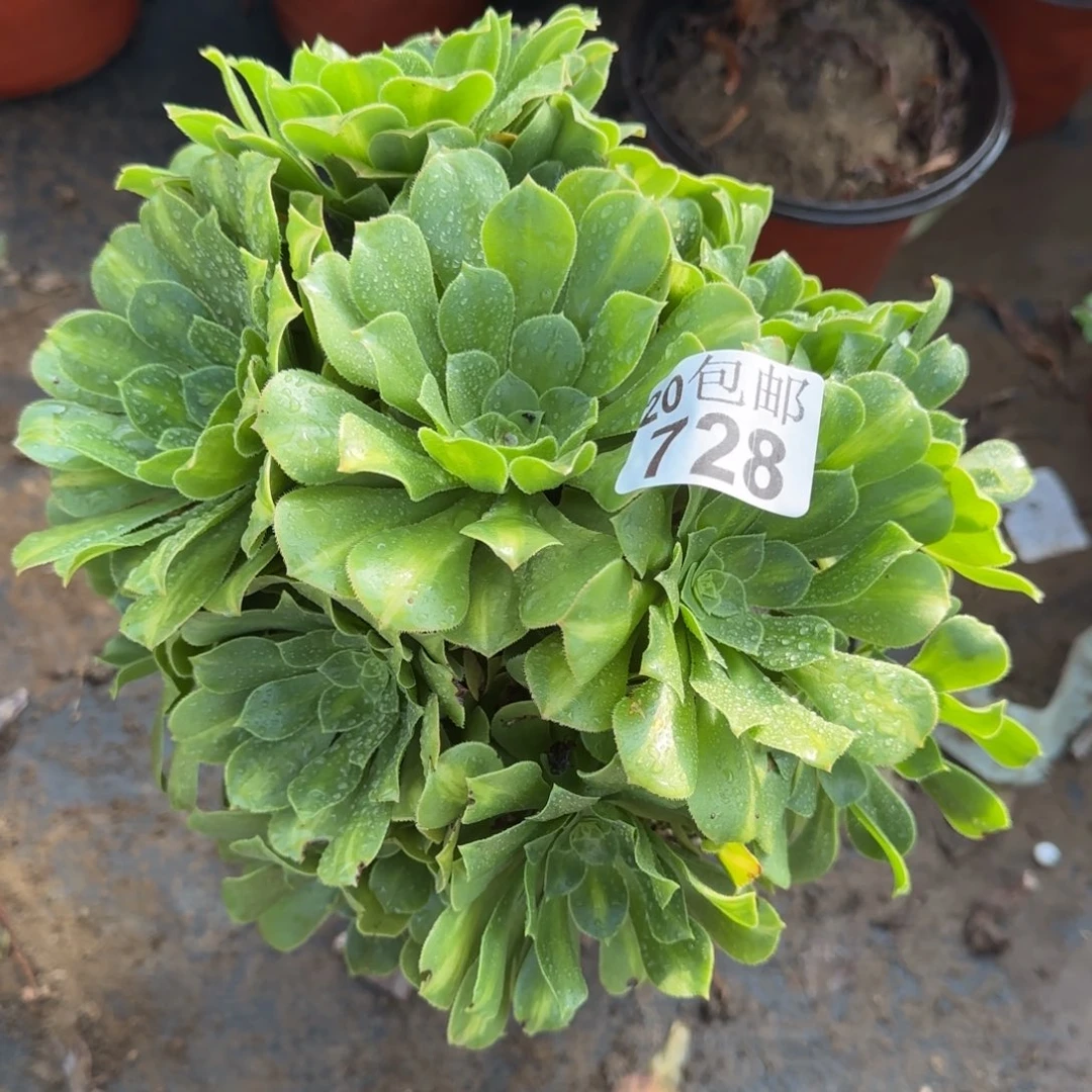 翡翠琉璃728满20包邮断枝不包