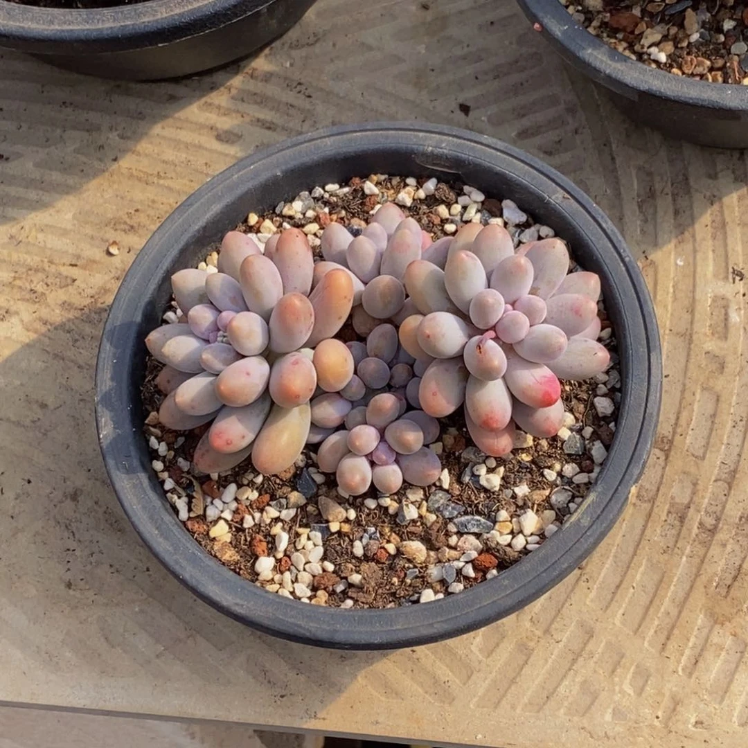 芒**子48包邮一物一拍多肉植物